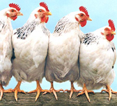 Sodium bicarbonate feed grade