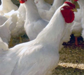 Sodium bicarbonate feed grade