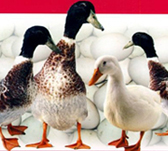 Sodium bicarbonate feed grade